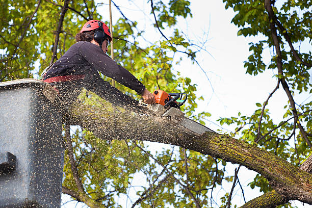 Best Tree Preservation Services  in Fort Walton Beach, FL